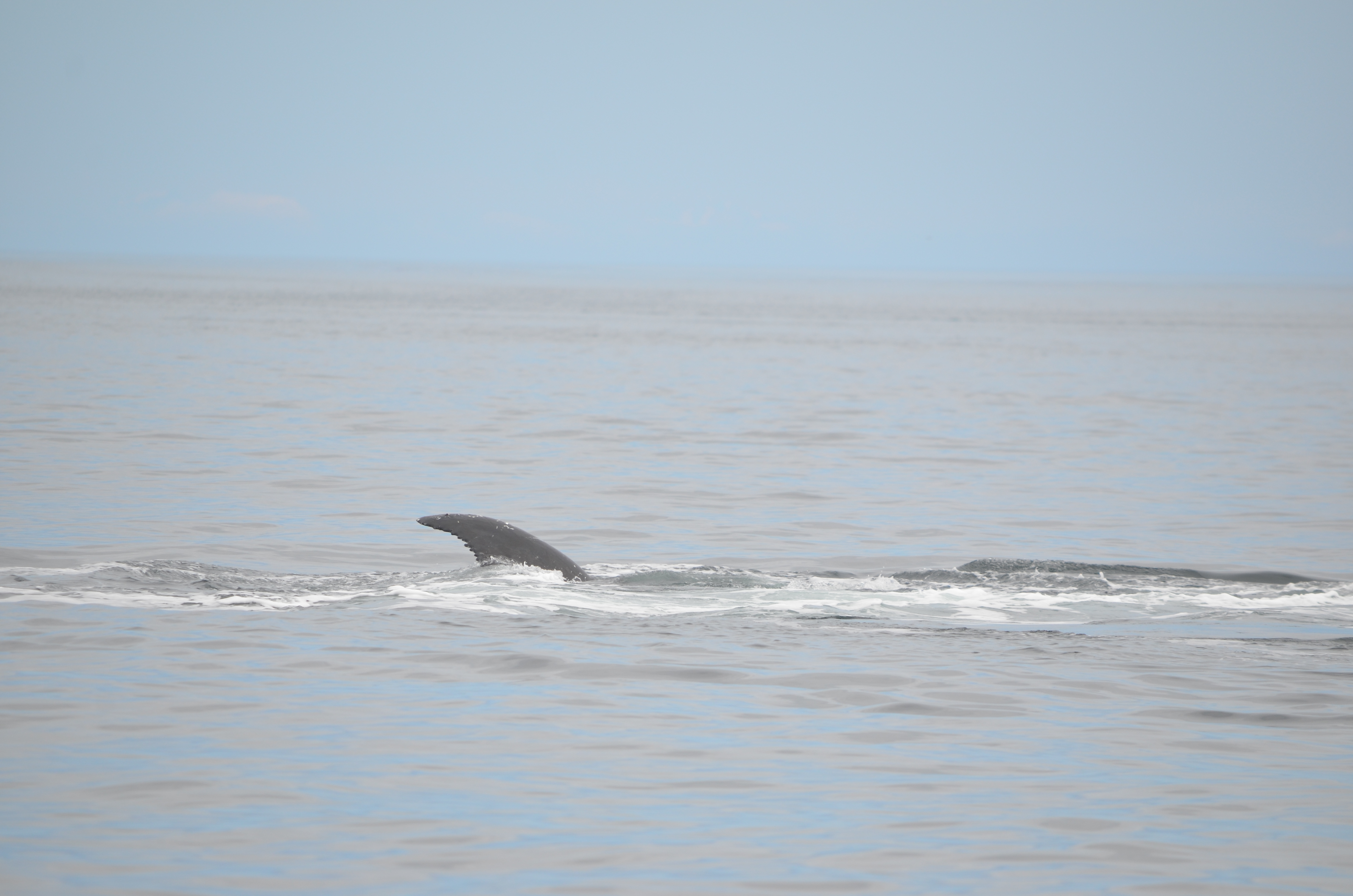 photos/wildlife/Mammal_Species/Humpback Whale/DSC_0182.JPG
